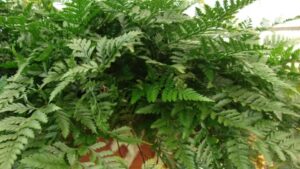 types of ferns plants