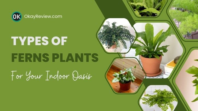 types of ferns plants