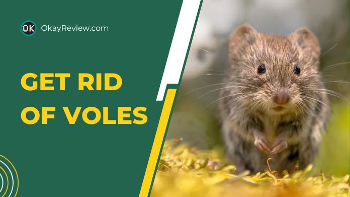 how to get rid of voles
