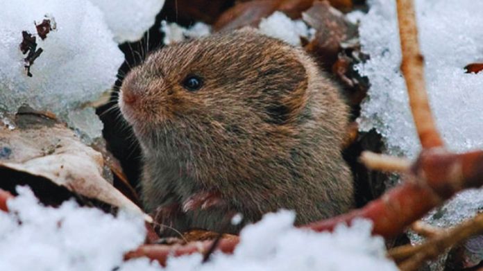 how to get rid of voles