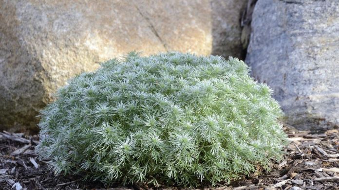 rock garden plants