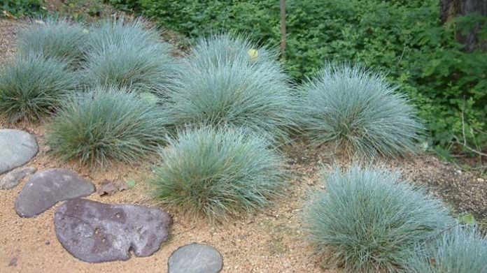 rock garden plants