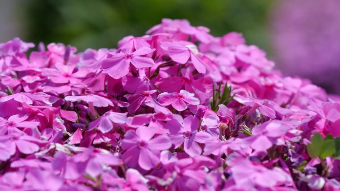 rock garden plants