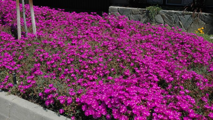 rock garden plants