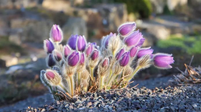 rock garden plants
