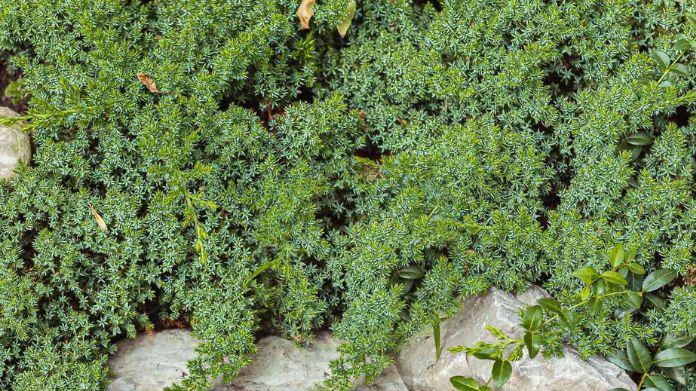 rock garden plants