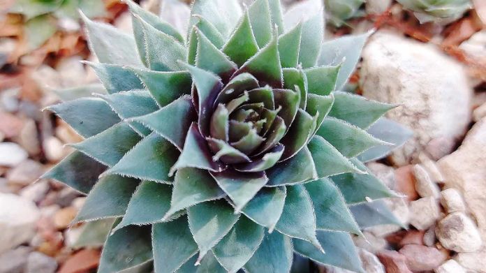 rock garden plants