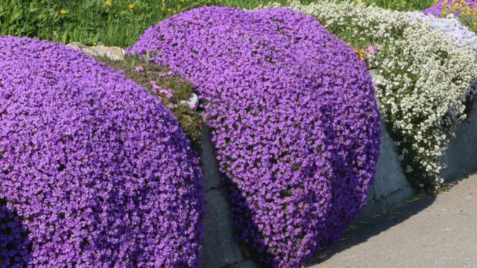rock garden plants