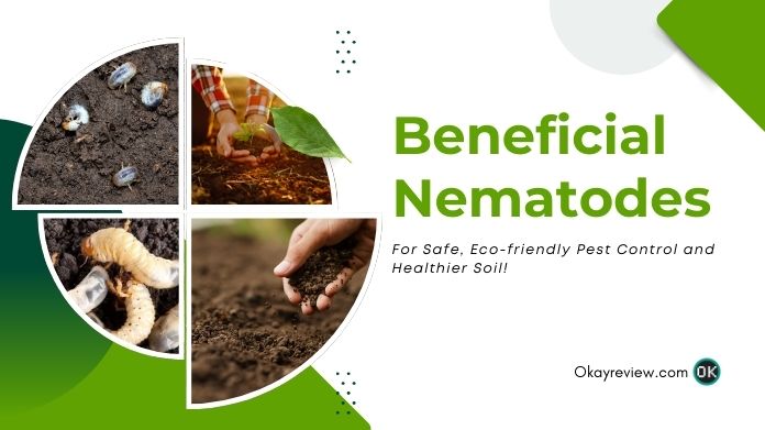 beneficial nematodes