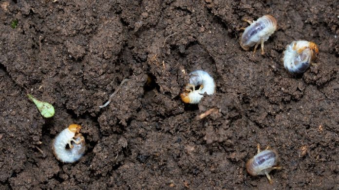 beneficial nematodes