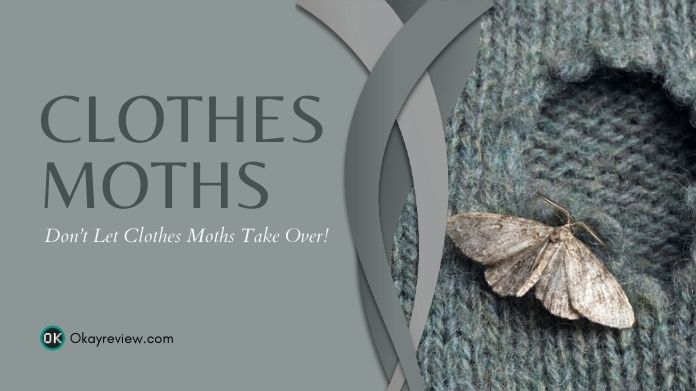 clothes moths