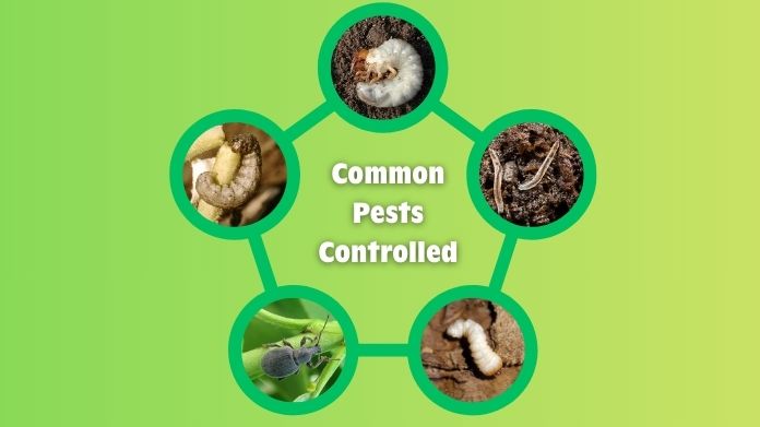 beneficial nematodes