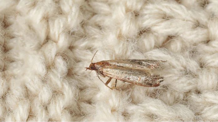 clothes moths