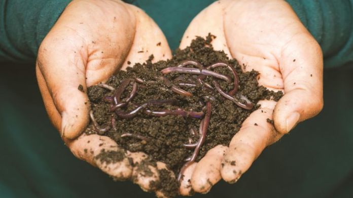 beneficial nematodes