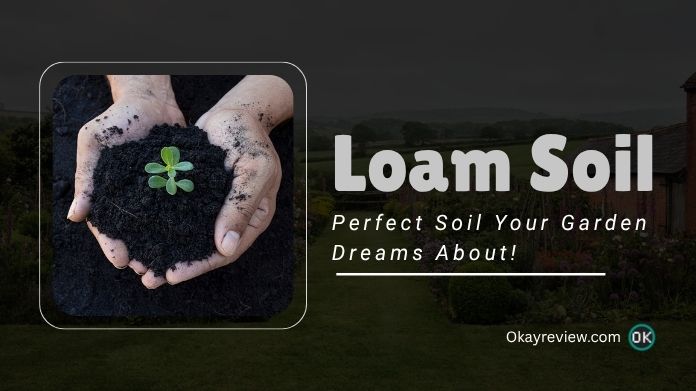 loam soil
