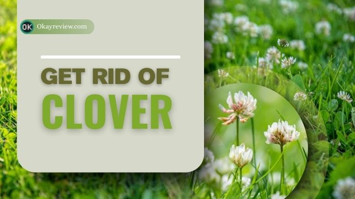 get rid of clover get rid of clover