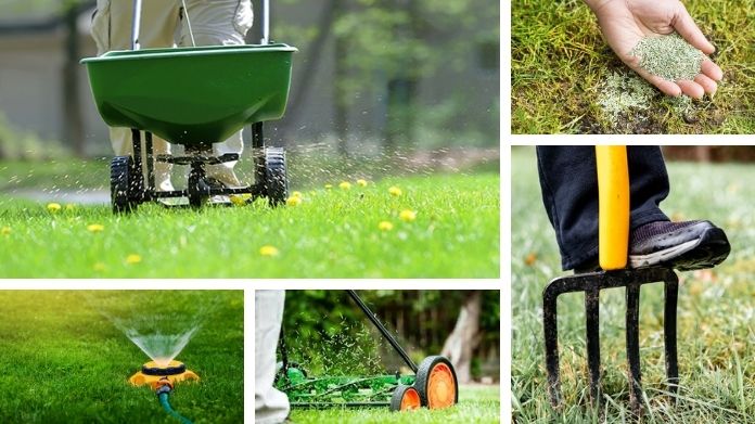 get rid of clover