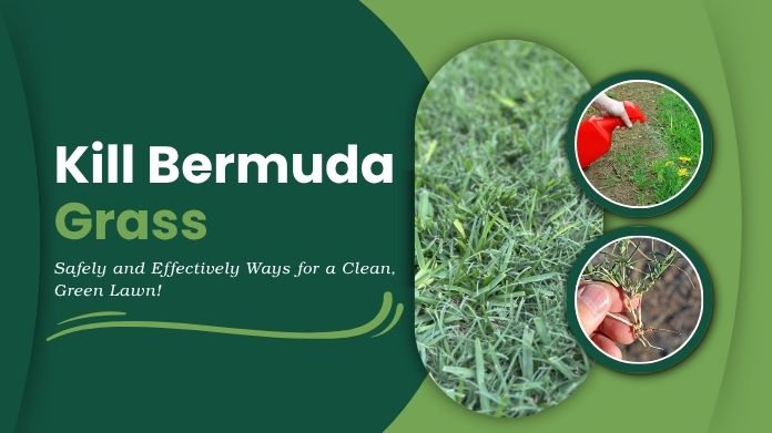 kill bermuda grass