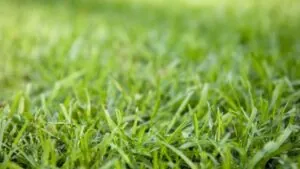 best grass for dogs